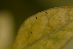 Dendrothrips ornatus