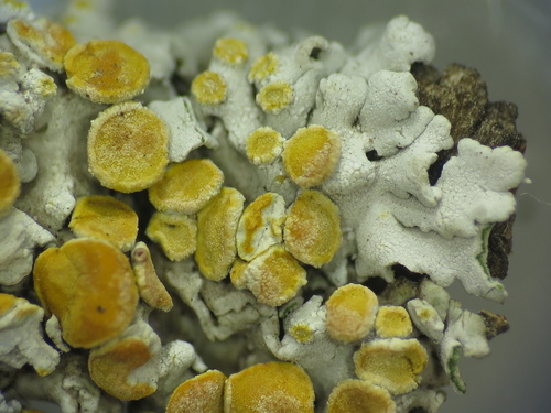 Xanthomendoza concinna