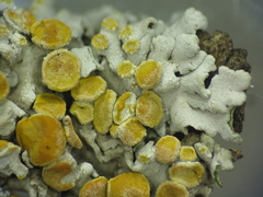 Xanthomendoza concinna