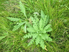 Cirsium acaule esculentum