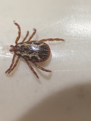 Dermacentor similis