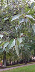 Prunus