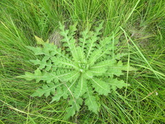 Cirsium acaule esculentum