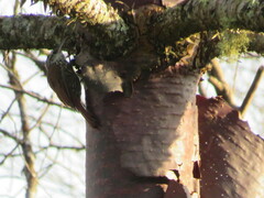 Lepidocolaptes falcinellus