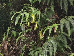 Nepenthes gracilis