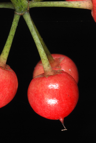 Ardisia crenata