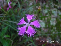 Dianthus longicalyx