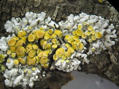 Xanthomendoza concinna