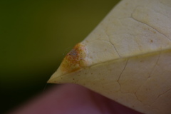 Puccinia klugkistiana