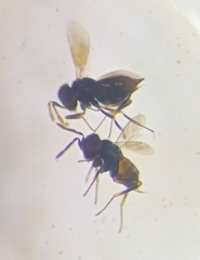 Aphelinidae