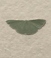 Chlorocoma cadmaria