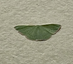 Chlorocoma cadmaria