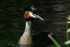Podiceps cristatus australis
