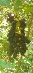 Mucuna pruriens