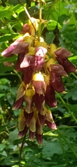 Mucuna pruriens