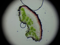 Xanthomendoza concinna