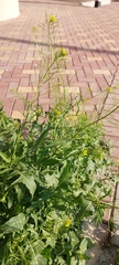 Sisymbrium irio