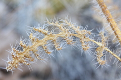 Caiophora chuquitensis