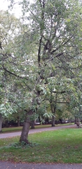 Prunus