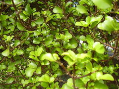 Melicope ×mantellii