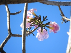 Tabebuia