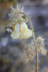 Caiophora chuquitensis