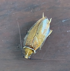 Balta bicolor