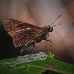 Ancistroides nigrita
