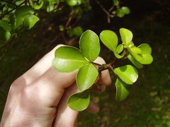 Melicope ×mantellii