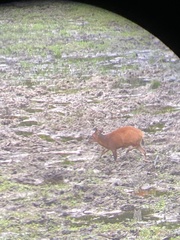 Cephalophorus nigrifrons