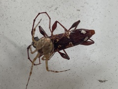 Coptocercus biguttatus