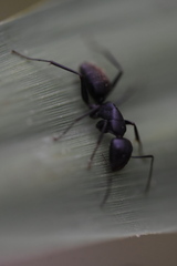 Camponotus