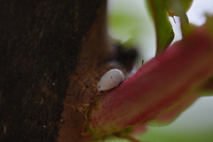 Eriococcus lagerstroemiae