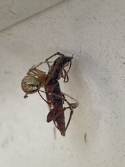 Coptocercus biguttatus