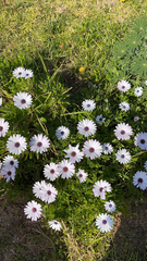 Dimorphotheca fruticosa