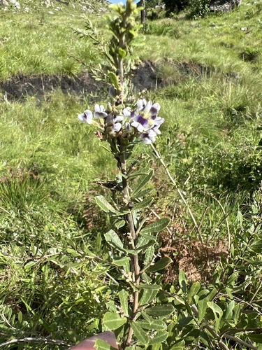 Psoralea wilmsii image