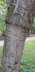 Prunus
