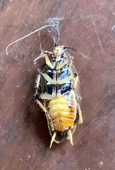 Balta bicolor