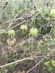 Physalis longifolia subglabrata