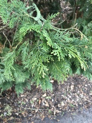 Chamaecyparis lawsoniana