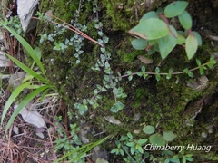 Euphrasia transmorrisonensis