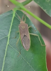 Insecta