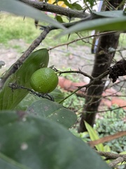 Citrus × aurantiifolia