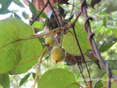 Actinidia setosa
