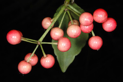 Ardisia crenata