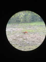 Cephalophorus nigrifrons