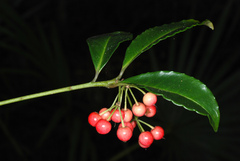 Ardisia crenata