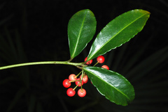 Ardisia crenata