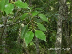 Viburnum propinquum