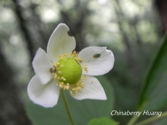Eriocapitella vitifolia